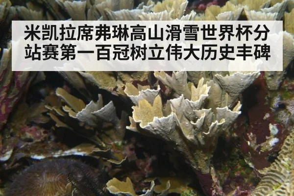 米凯拉席弗琳高山滑雪世界杯分站赛第一百冠树立伟大历史丰碑